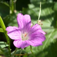 French Cranesbill Cross